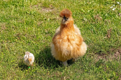 Silk hen with Wyandotte chick, hen, Wittorf, Samtgemeinde Bardowick, Lower Saxony, Germany, Europe