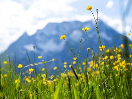 Tall buttercups (Ranunculus acris), buttercup, common buttercup, behind the Grimming, near Irdning,