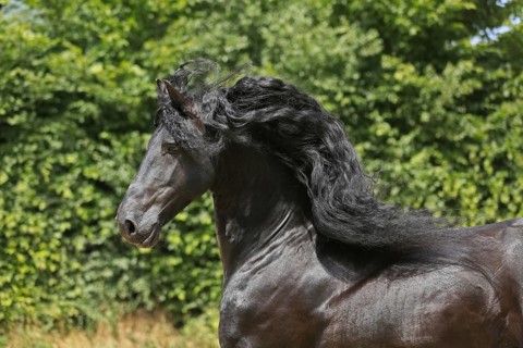Friesian, Friesian horse, Mane