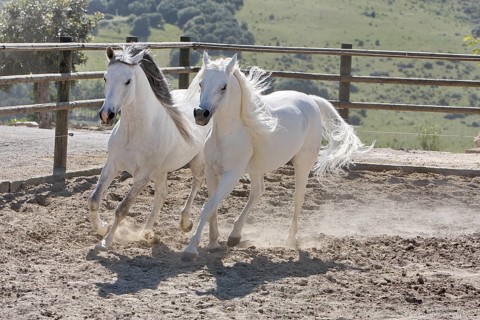Arabian, Horse