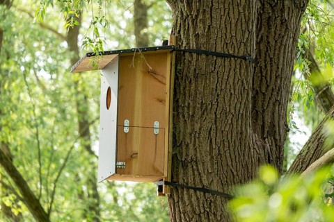 Nesting box, tree, biosphere reserve, Boizenburg, Mecklenburg-Western Pomerania, Germany, Europe