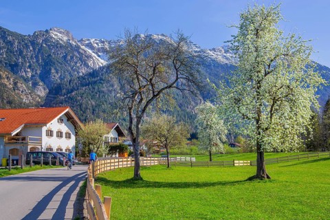 Village street and spring meadow with blossoming trees in front of Hohe Kisten 1922m in the