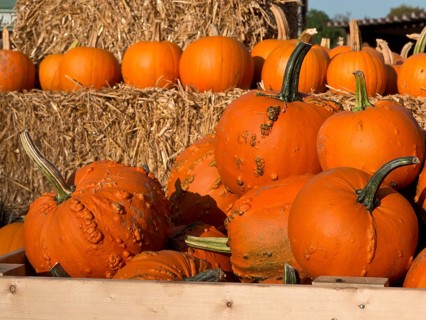 Pumpkins, some with warts, in a wooden box next to straw bales in autumn scene, many orange