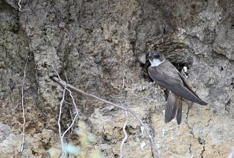 Sand martin (Riparia riparia), sitting at the breeding den, Poel Island, Mecklenburg-Western