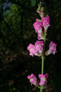Beautiful and colorful snapdragon plant illuminated on a dark background