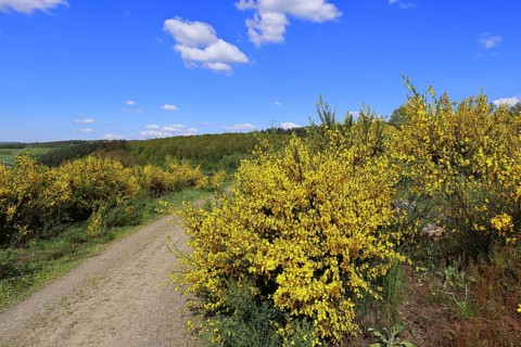 Forest path leads through a forest area destroyed by the bark beetle (Ips typographus) and