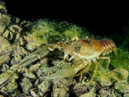 A crayfish with a striped tail, Crayfish (Faxonius limosus), actively moving on a brightly lit