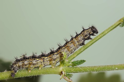 Small tortoiseshell (Nymphalis urticae, Aglais urticae), caterpillar, North Rhine-Westphalia,