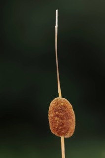 Small cattail or least bulrush (Typha minima), fruit stand, Austria, Europe