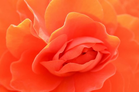 Tuberous begonia (Begonia x tuberhybrida), flower detail, ornamental plant, North Rhine-Westphalia,