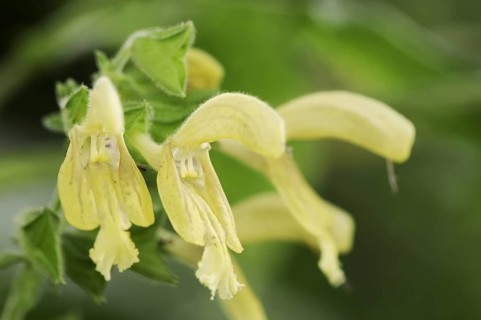Sticky sage (Salvia glutinosa), flowers, North Rhine-Westphalia, Germany, Europe