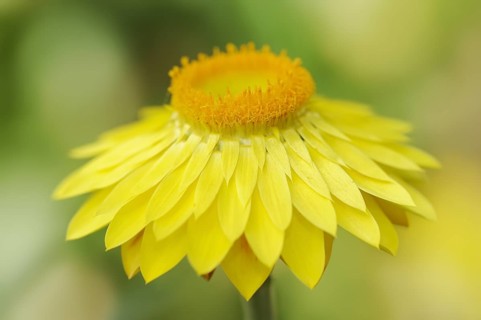 Immortelle or garden immortelle (Helichrysum bracteatum, Xerochrysum bracteatum), flower,