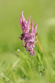 Corydalis solida (Corydalis solida), North Rhine-Westphalia, Germany, Europe