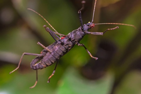 Velvet grasshopper (Peruphasma schultei) in the terrarium, Nuremberg Zoo, Nuremberg, Middle