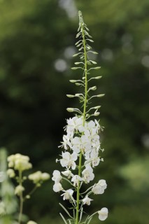 White willowherb or white-flowered willowherb (Epilobium angustifolium var. album), North