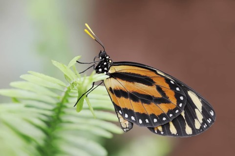 Butterfly 'Tiger Mimic-Queen' (Lycorea halia), captive, occurrence in South America