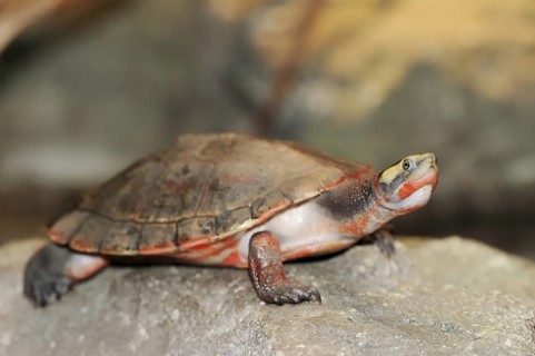 Red-bellied short-necked turtle (Emydura subglobosa), captive, occurring in Australia