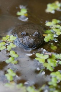Yellow-bellied toad (Bombina variegata), among vegetation in the water, Stolberg, Germany, Europe