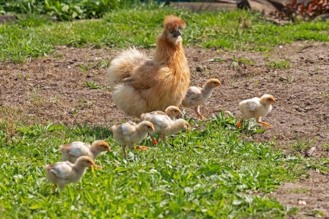 Silk hen with Wyandotte chick, hen, Wittorf, Samtgemeinde Bardowick, Lower Saxony, Germany, Europe