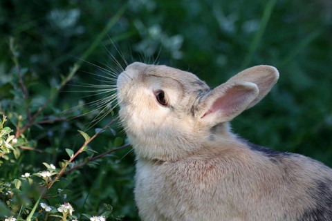 Rabbit (Oryctolagus cuniculus domestica), portrait, twig, marking, scent glands, The domestic