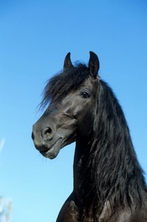 Andalusian, Andalusian horse, Antequera, Andalusia, Spain, Europe