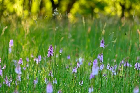 Moorland spotted orchid (Dactylorhiza maculata), flowering wild orchid, Lower Rhine, North