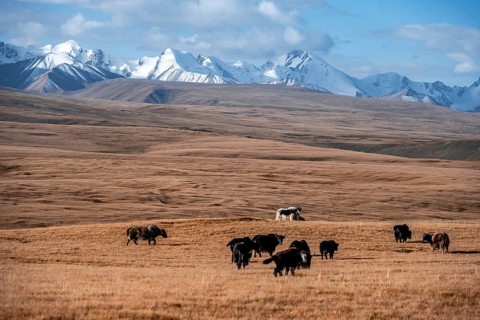 Glaciated and snow-covered mountains, herd of yaks grazing on the plateau in autumnal mountain