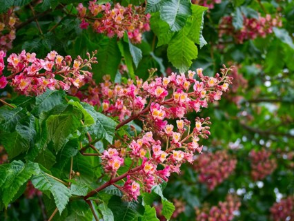 Red horse-chestnut (Aesculus x carnea)