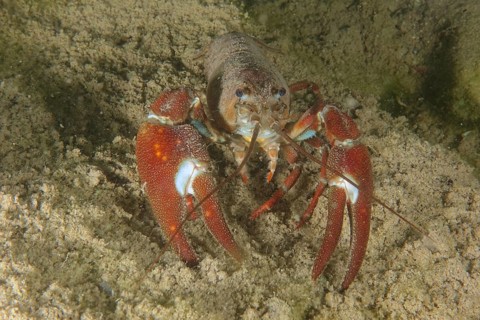A signal crayfish (Pacifastacus leniusculus), American crayfish, invasive species, with powerful