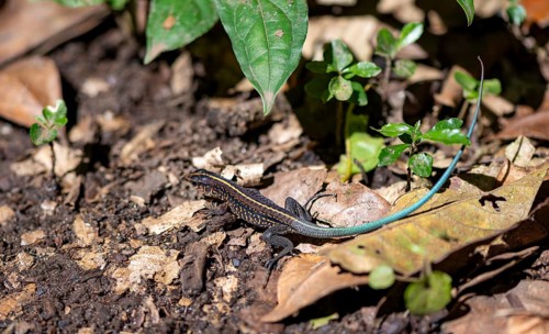 Blue-tailed Ameive (Holcosus festivus), Tortuguero National Park, Costa Rica, Central America
