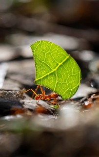 Leaf-cutter ant (Atta cephalotes) carrying a piece of leaf, rainforest, Tortuguero National Park,