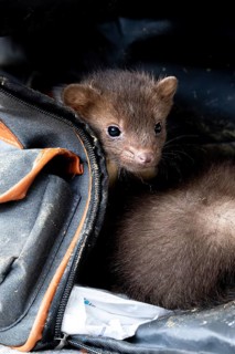 Beech marten (Martes foina), practical animal welfare, two young animals in a transport box in a