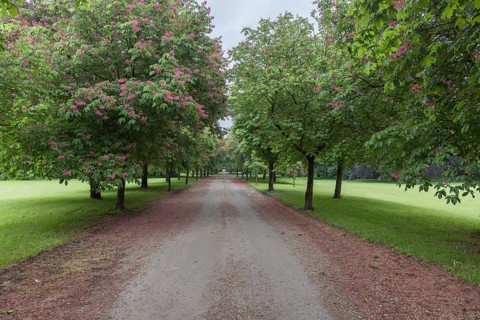 Halbturn Castle, Halbturn, castle park, avenue, Austria, Europe