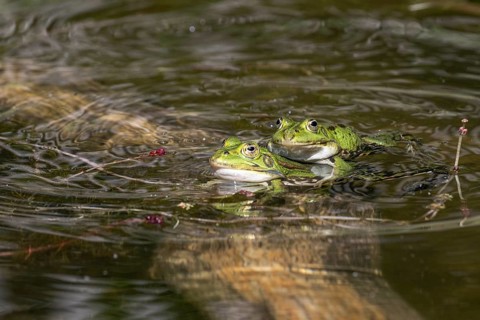 Green frogs (Rana esculenta), Emsland, Lower Saxony, Germany, Europe