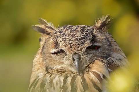Bengal Eagle Owl (Bubo bengalensis, Bubo bubo bengalensis), captive, occurrence in Asia