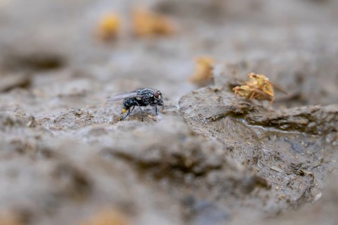 Flies on a cowpat in a meadow, Austria, Europe