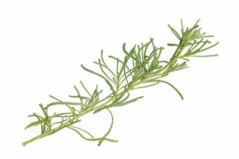 Green-leaved saint's herb or olive herb (Santolina rosmarinifolia, Santolina viridis), medicinal