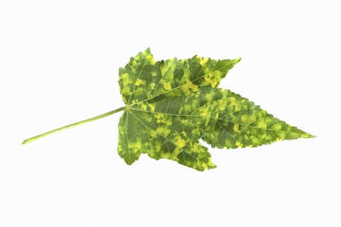 Beautiful mallow 'Goldprinz' (Abutilon cultivar), leaf on white background, ornamental plant
