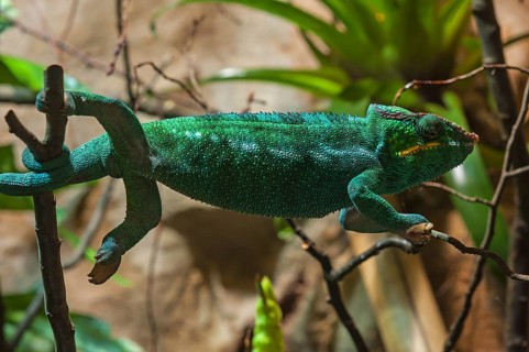 Panther Chameleon, terrarium in the Nuremberg Zoo, Nuremberg, Middle Franconia, Bavaria, Germany,