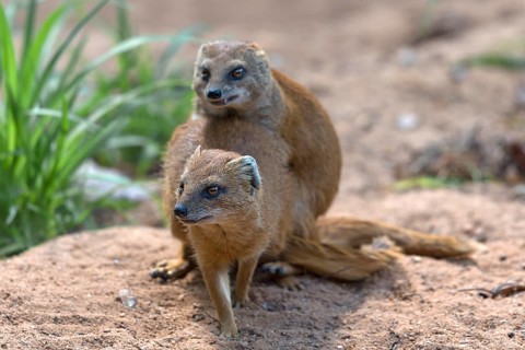 Mating dwarf mongoose (Helogale), Nuremberg Zoo, Middle Franconia, Bavaria, Germany, Europe