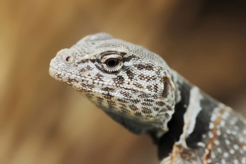Common collared lizard (Crotaphytus collaris), portrait, captive, occurrence in North America
