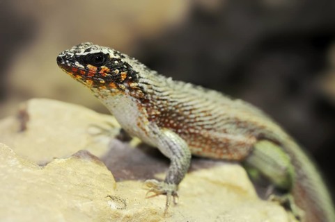Colourful masked iguana (Leiocephalus personatus), male, captive, occurring in Haiti and the
