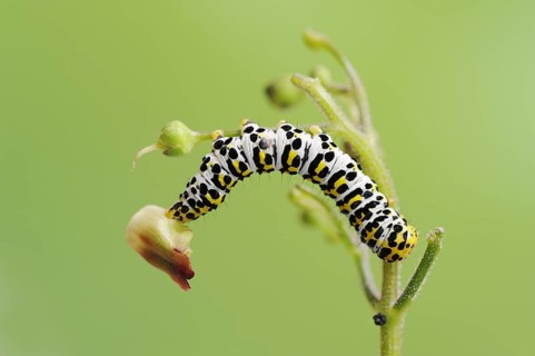Brown-root monk (Shargacucullia scrophulariae), caterpillar, North Rhine-Westphalia, Germany,