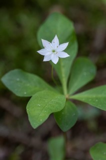 Chickweed wintergreen (Trientalis europaea), Emsland, Lower Saxony, Germany, Europe