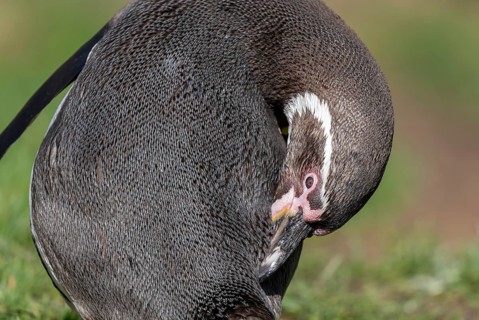 Humboldt penguin (Spheniscus humboldti) preens itself, occurrence in South America, captive,