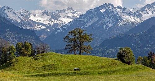 Group of trees in spring, snow-covered mountains of the Allgaeu Alps in the background, near