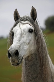 Andalusian, Andalusian horse, Antequera, Andalusia, Spain, Portrait, Europe