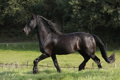 Friesian, Friesian horse
