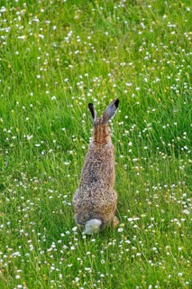 A brown hare (Lepus europaeus) seen from behind standing in a green meadow surrounded by grass and