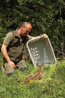 European roe deer (Capreolus capreolus) fawn rescue, fawn rescued in front of mowing is released
